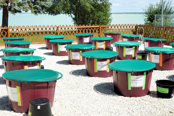 Outdoor experimental setup of artificial ponds (mesocosms) used for studying how aquatic microbes are affected by the effects of connectivity loss within habitat networks.