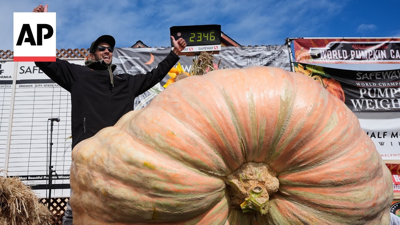 Massive orange pumpkin at World Pumpkin Weigh-Off with winner celebrating
