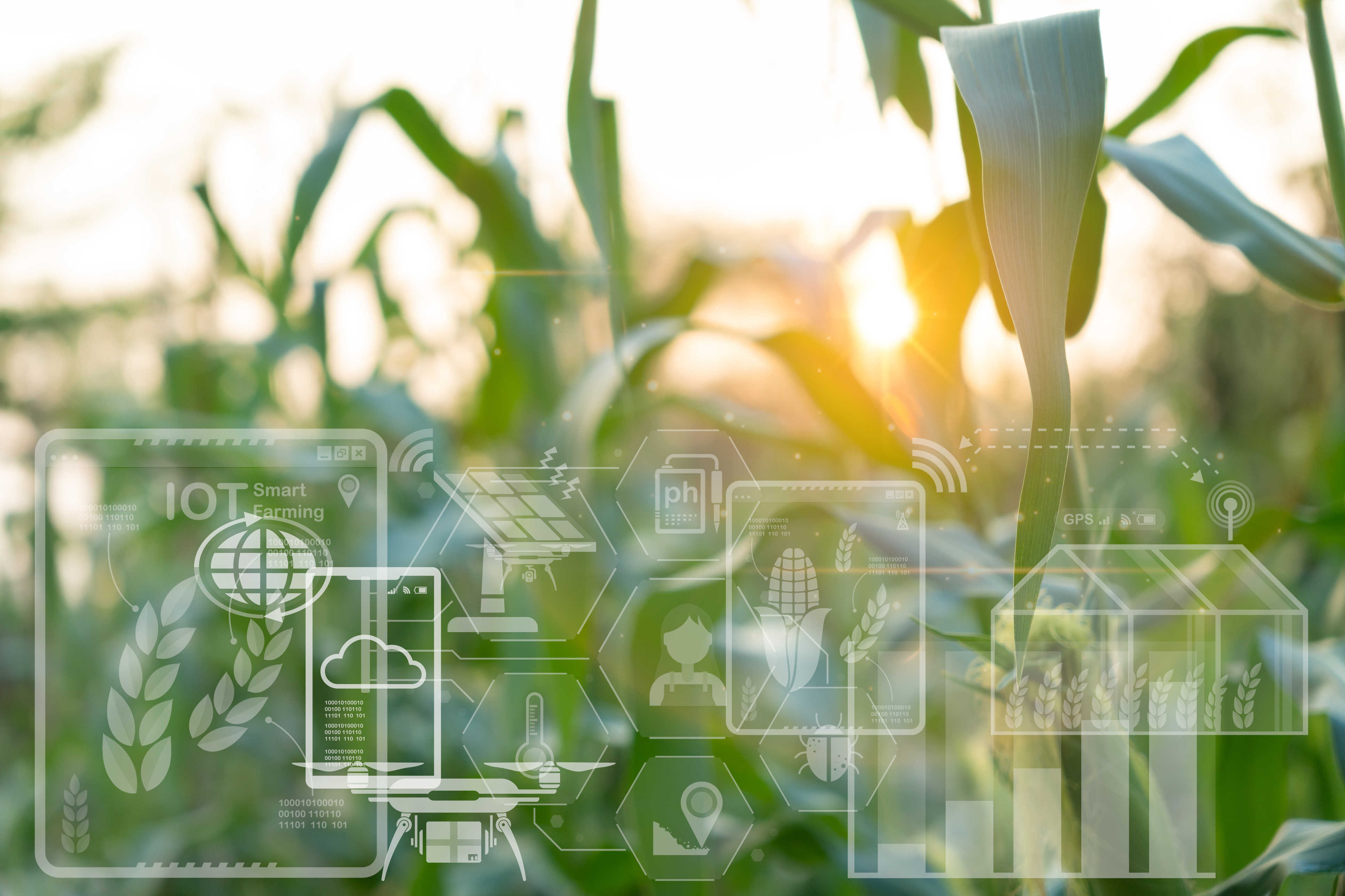 Agricultural technology concept with digital IoT icons over corn field at sunrise