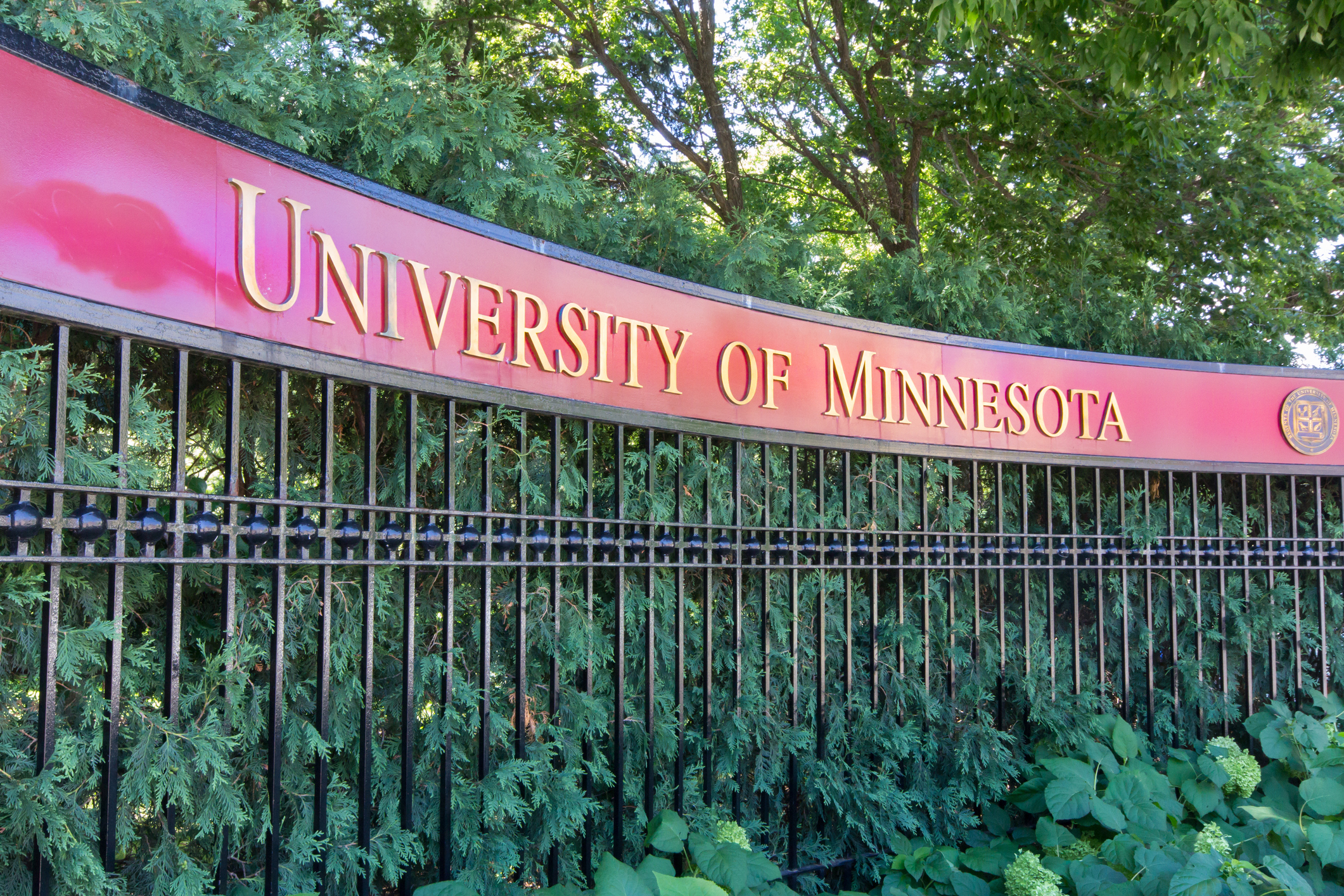 University of Minnesota pink banner sign mounted on decorative fence with green foliage backdrop
