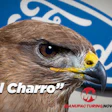 Close-up of a hawk with yellow eye-ring and beak against Ford blue logo background, labeled 'El Charro'